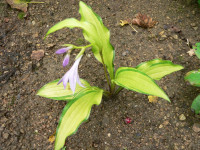 /album/fotogalerie-nabidka/hosta-sieboldii-kabitan-jpg/